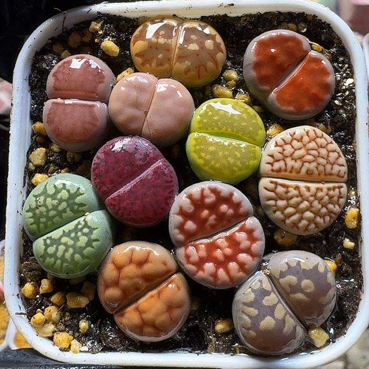 生石花11111111。   295