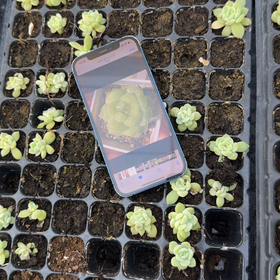 浮萍穴5个满25包邮