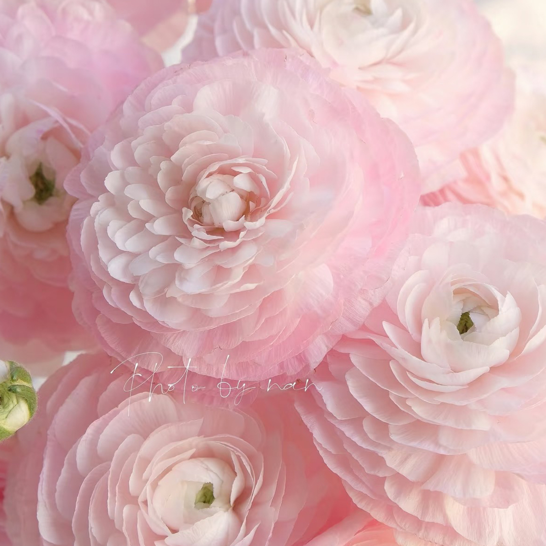 【洋牡丹】樱花粉 拍满三单顺丰包邮鲜切花4-5支装家居