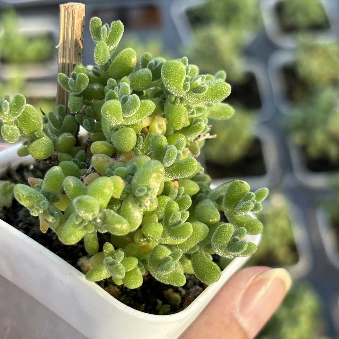 精品翡翠多肉植物满15包邮
