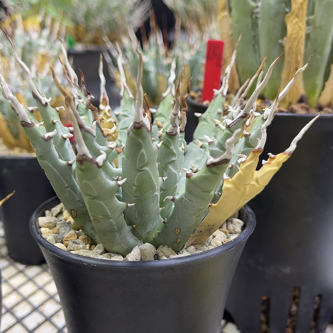 为***吹发一会就哦哦哦哦哦哦