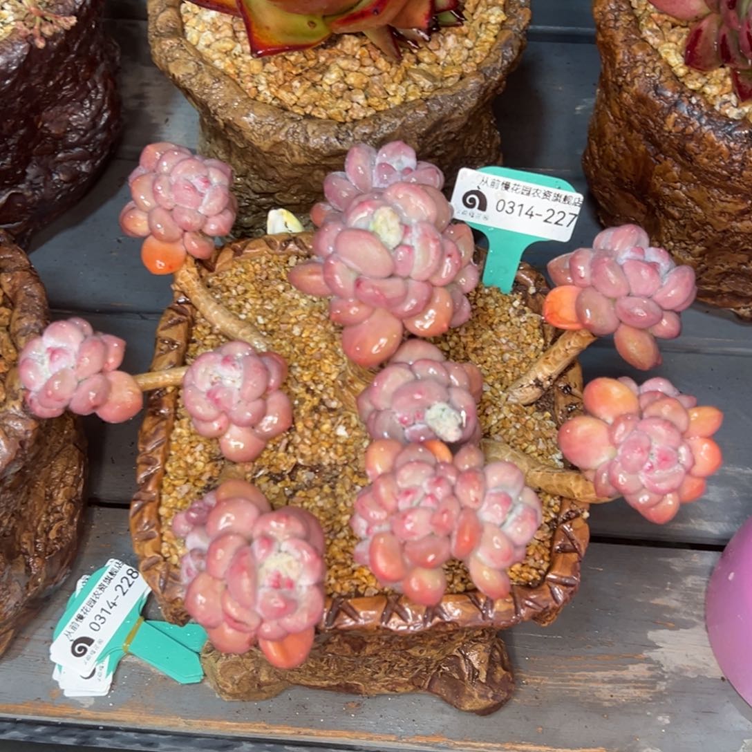 从前慢多肉精选编号0314.227