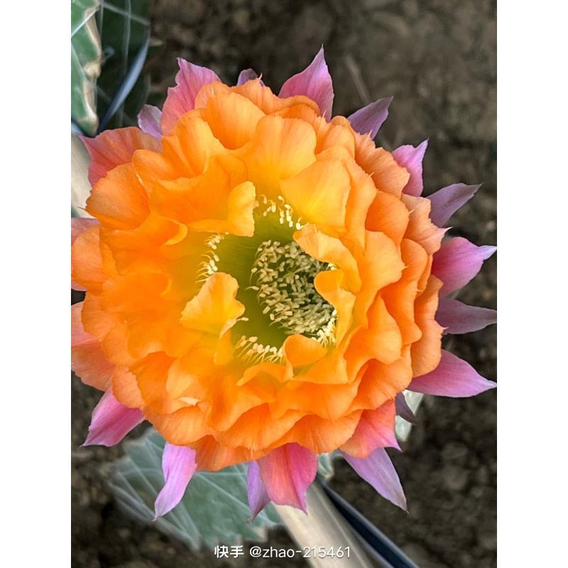 自根G13彩草，尺寸以直播间为准，环境不同开花不同介意勿拍