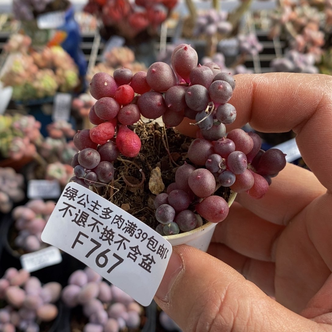 676紫泡泡6cm多肉