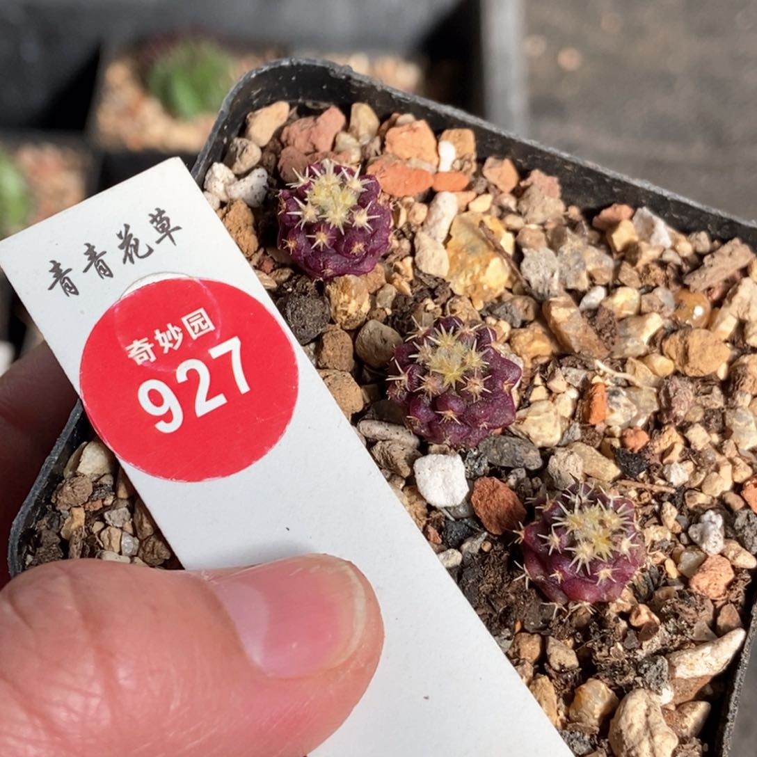 实生短豪刺金琥三颗