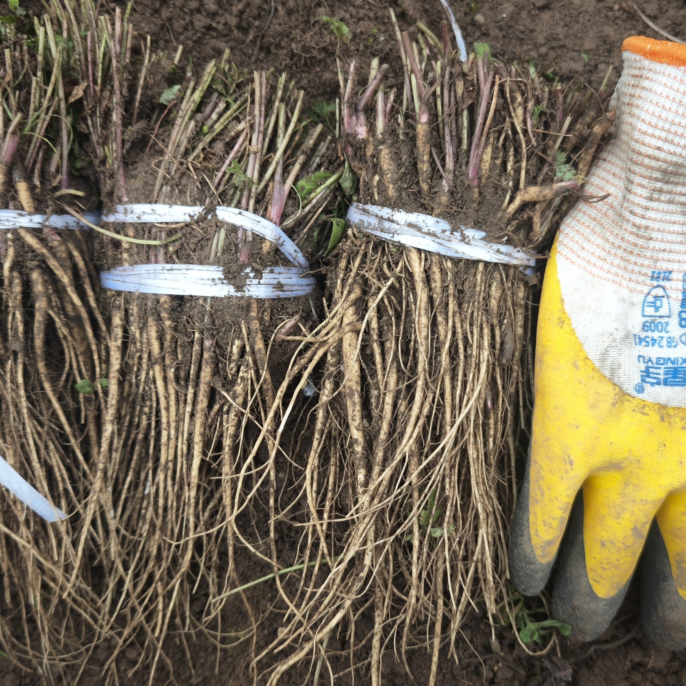 【可盆栽当归苗】甘肃漳县可地膜可盆栽当归苗适合滋补养生佳品