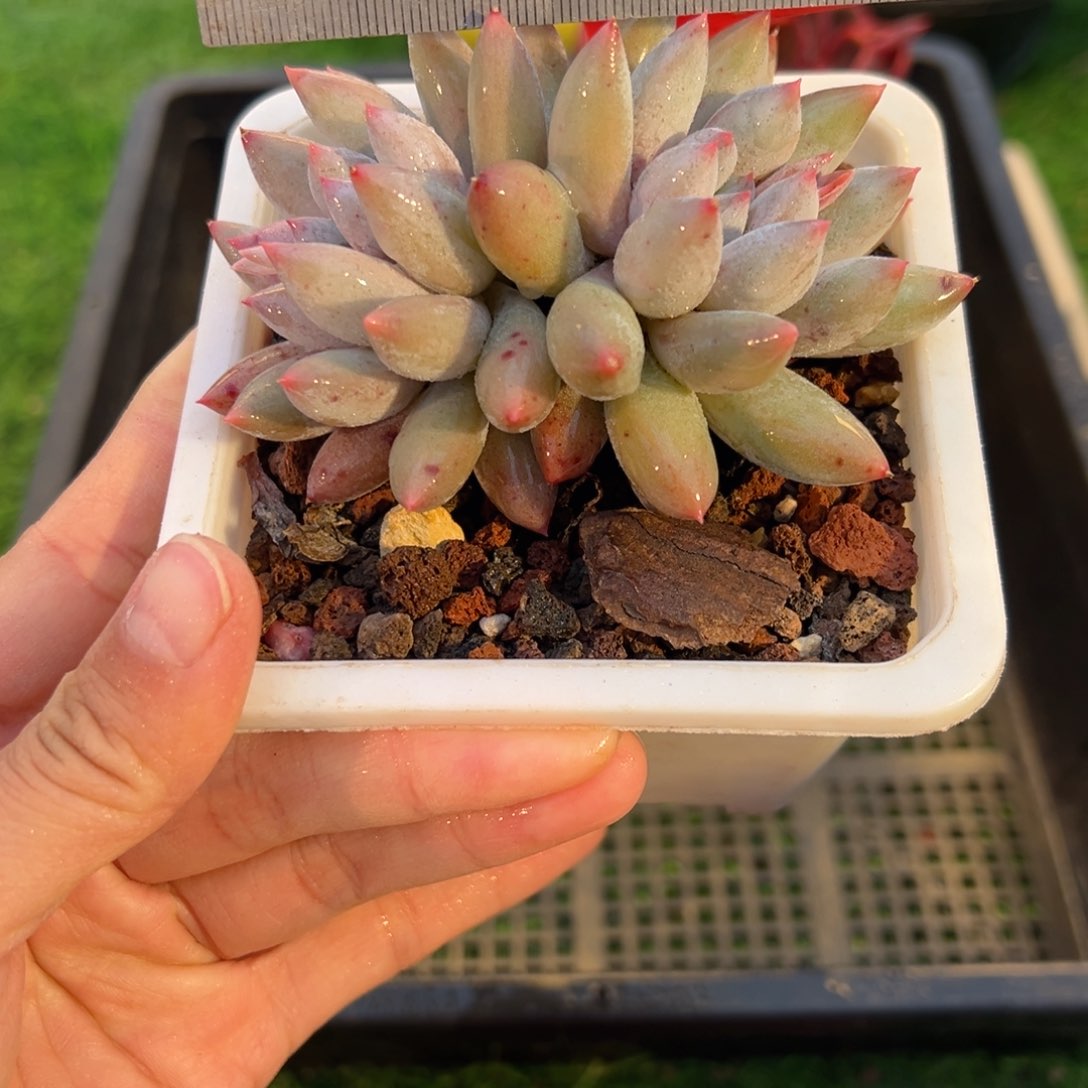 表妹精品多肉1001.