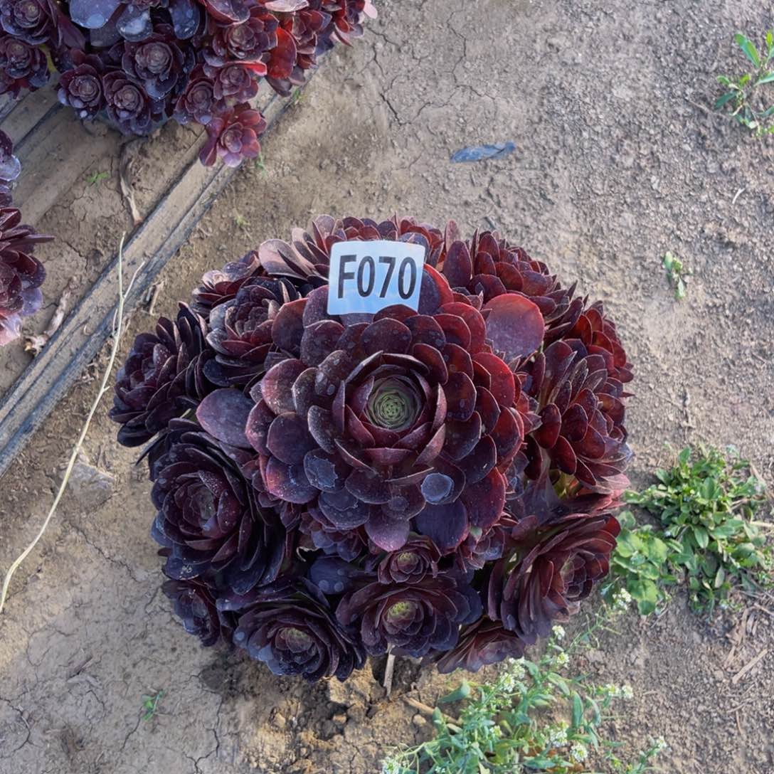 黑魔法师朵朵5-外