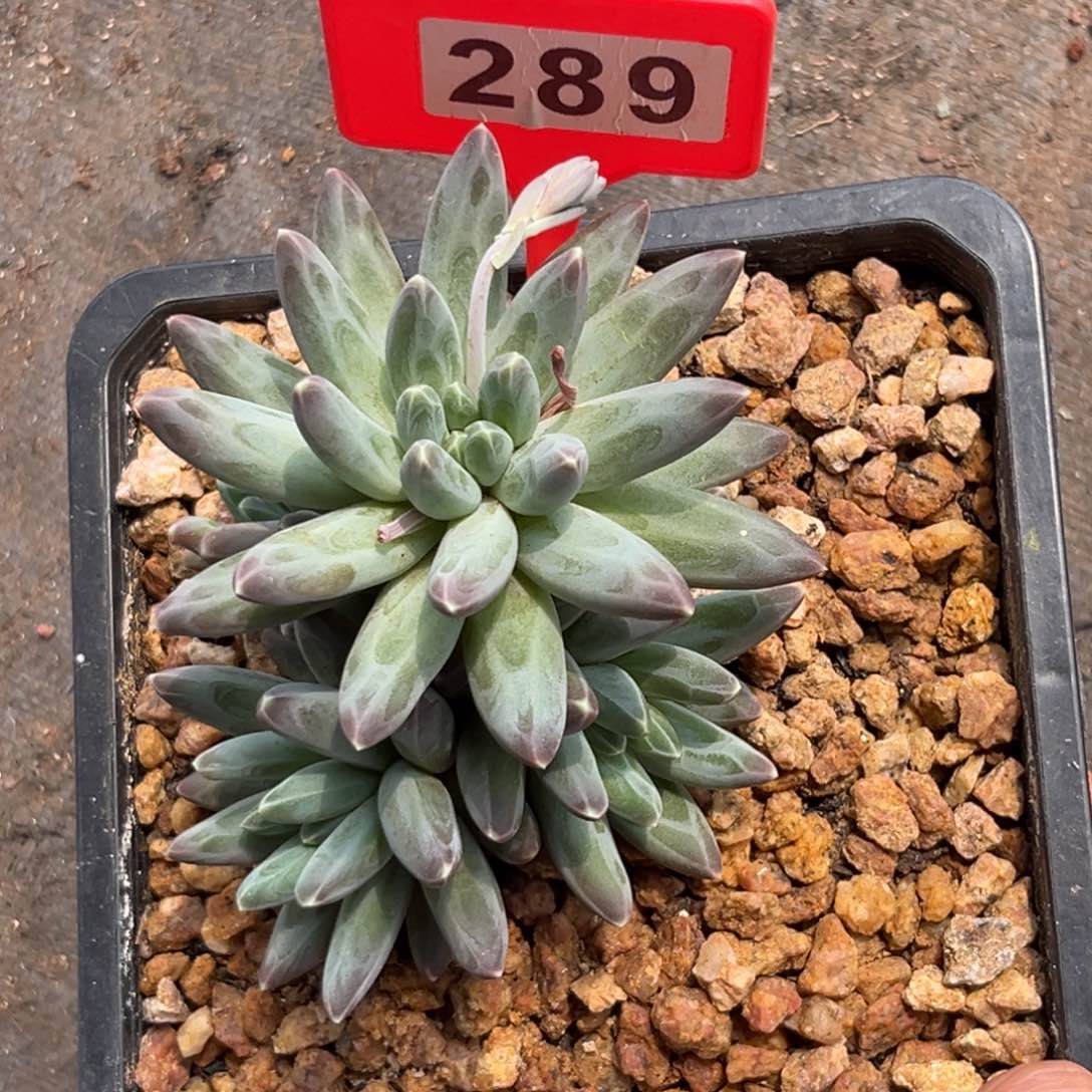 多肉植物伊卡鲁斯289