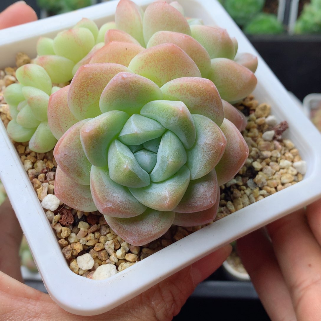 58包邮  群生不包整 5