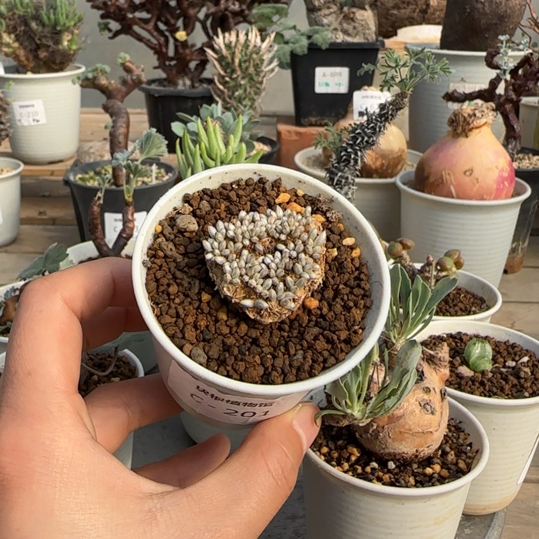 201韧锦块根不带盆