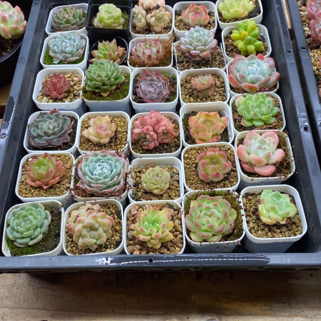 精品多肉一物一拍不包整30