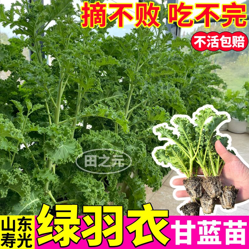 食用绿羽衣甘蓝苗耐寒四季食用观赏紫粉羽衣甘蓝秧盆栽南北方高产