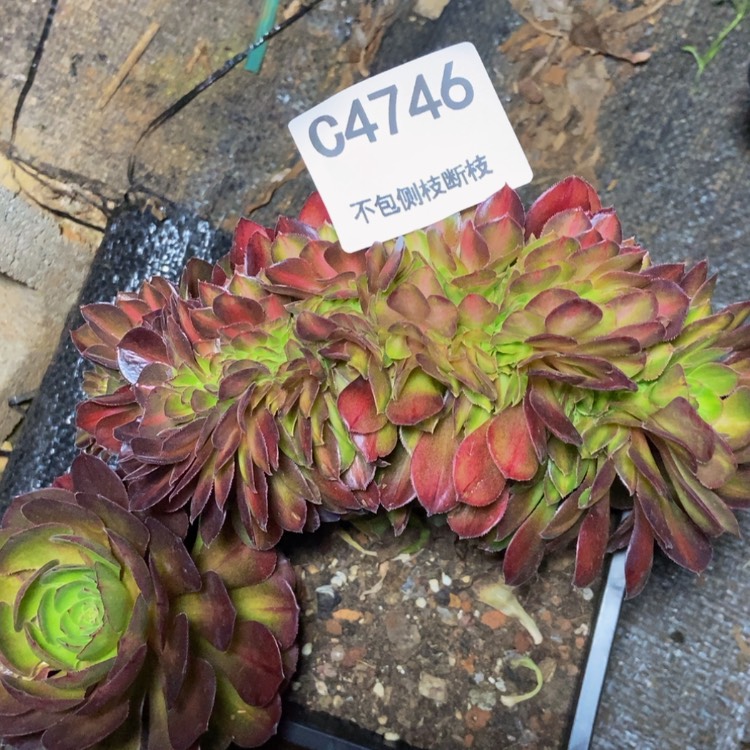 【闪购商品】4746抹茶多肉