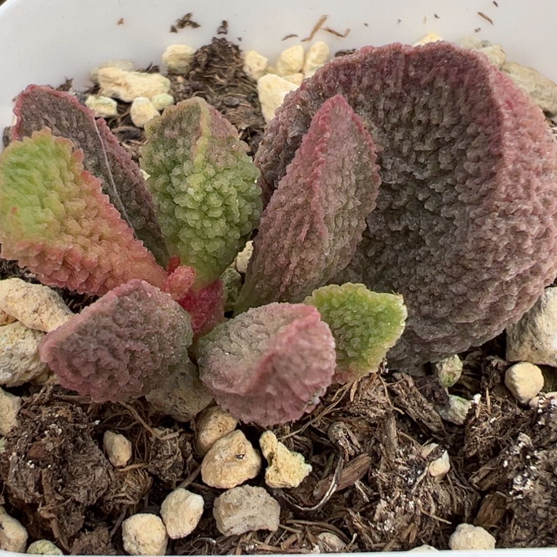橘粉实生新品多肉植物水泡多肉植物