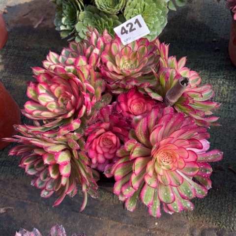 421白月光朵朵多肉