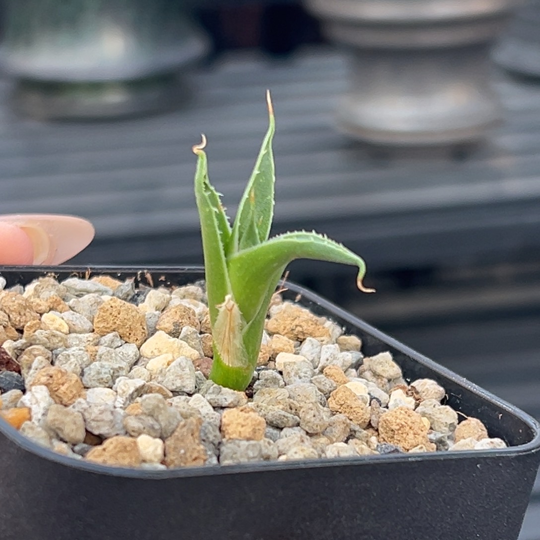 无花朵产地侧芽 脱土发 