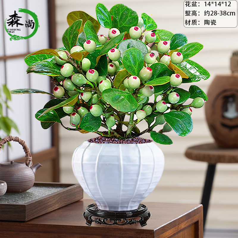 正宗小盼菩提树盆栽带果水培植物禅意室内花卉绿植观果老桩盆景苗