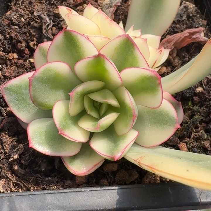 红花女王底座一物一拍