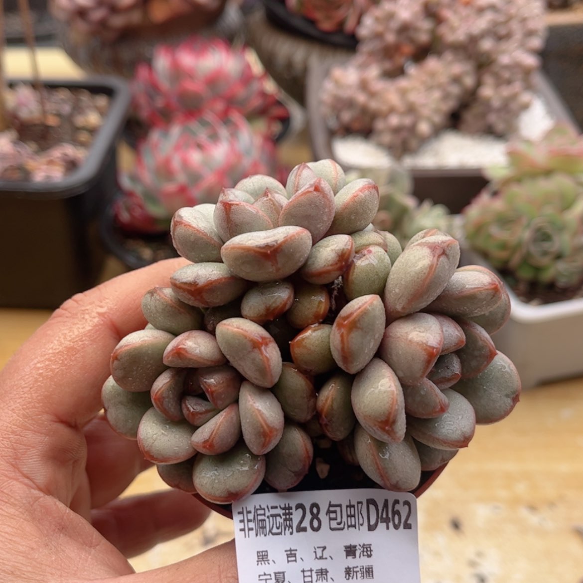 【闪购商品】462葡萄