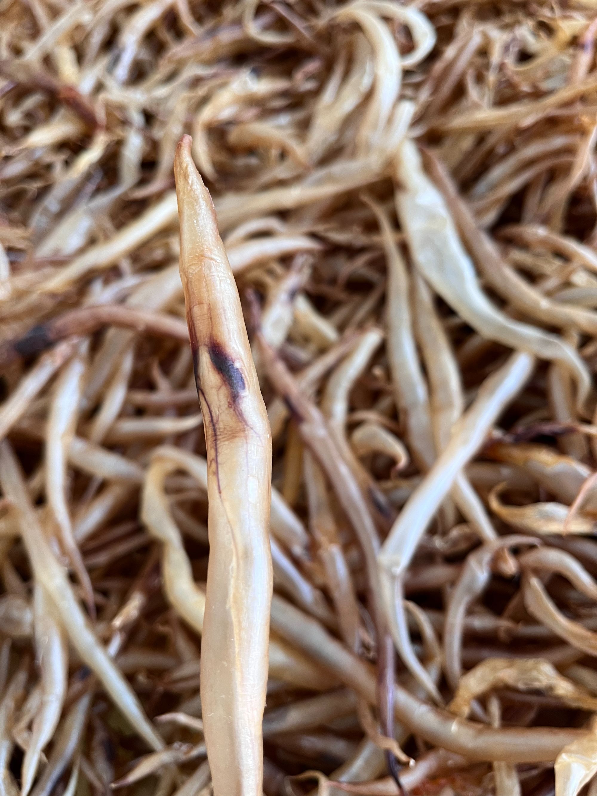 黄门鳗鱼胶 本港自晒膳胶 小鳗鱼胶