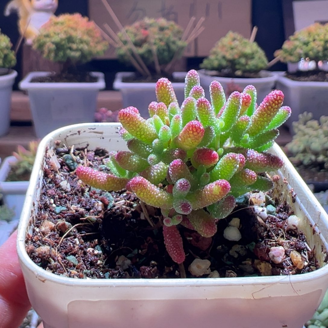 394橘子糖一物一拍包开箱