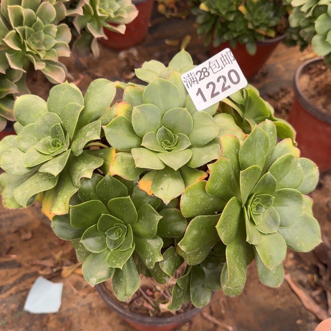 绿玫瑰多肉1220满28包邮断枝不包瑕疵