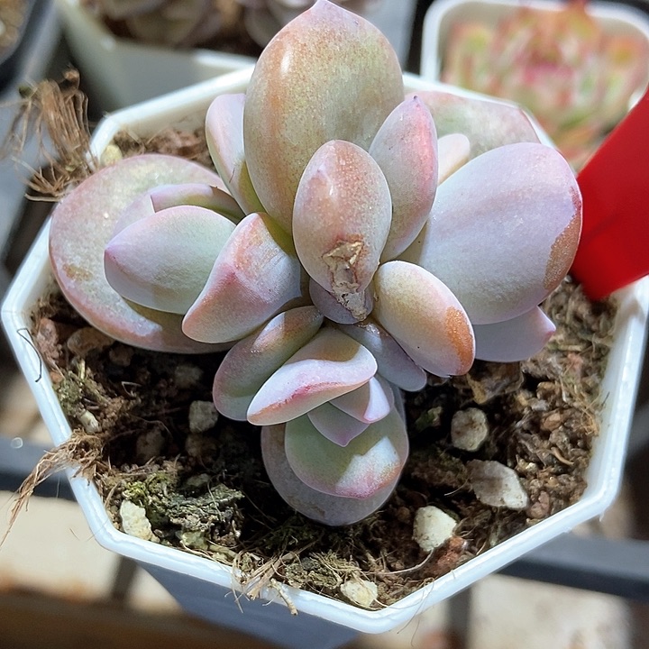 多肉植物韩版奶茶704