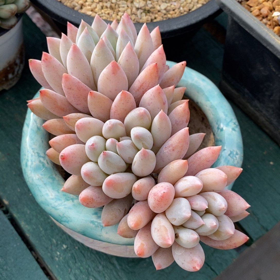 所罗门自然群，12345679913