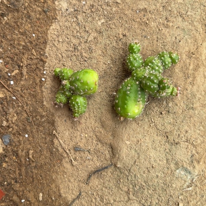 白檀仙人掌石化侧芽一个336