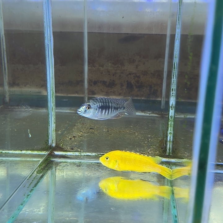 M***生海水鱼85号111111