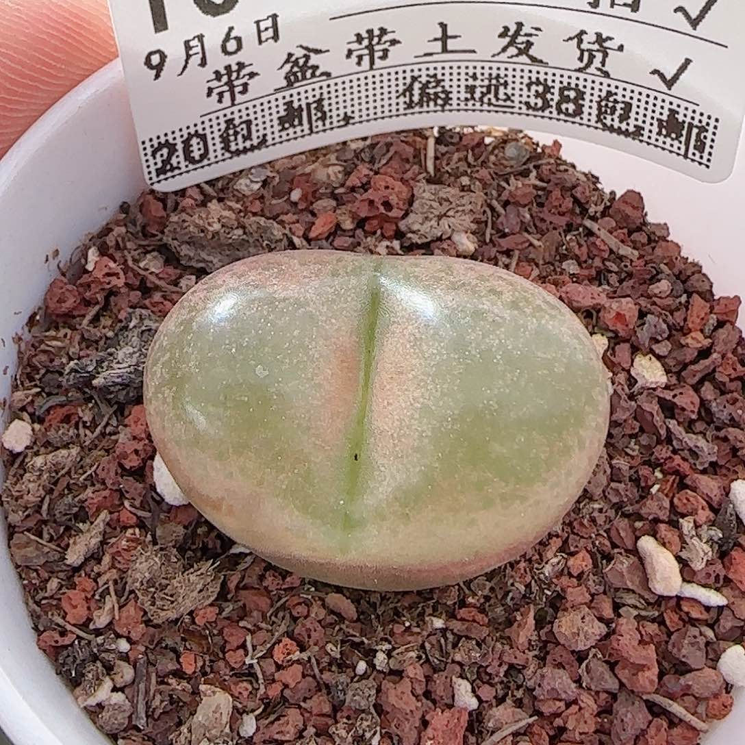 多肉0906-101毛汗尼