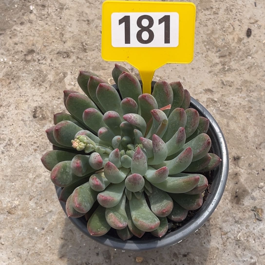 多肉植物多肉植物萌多莉181