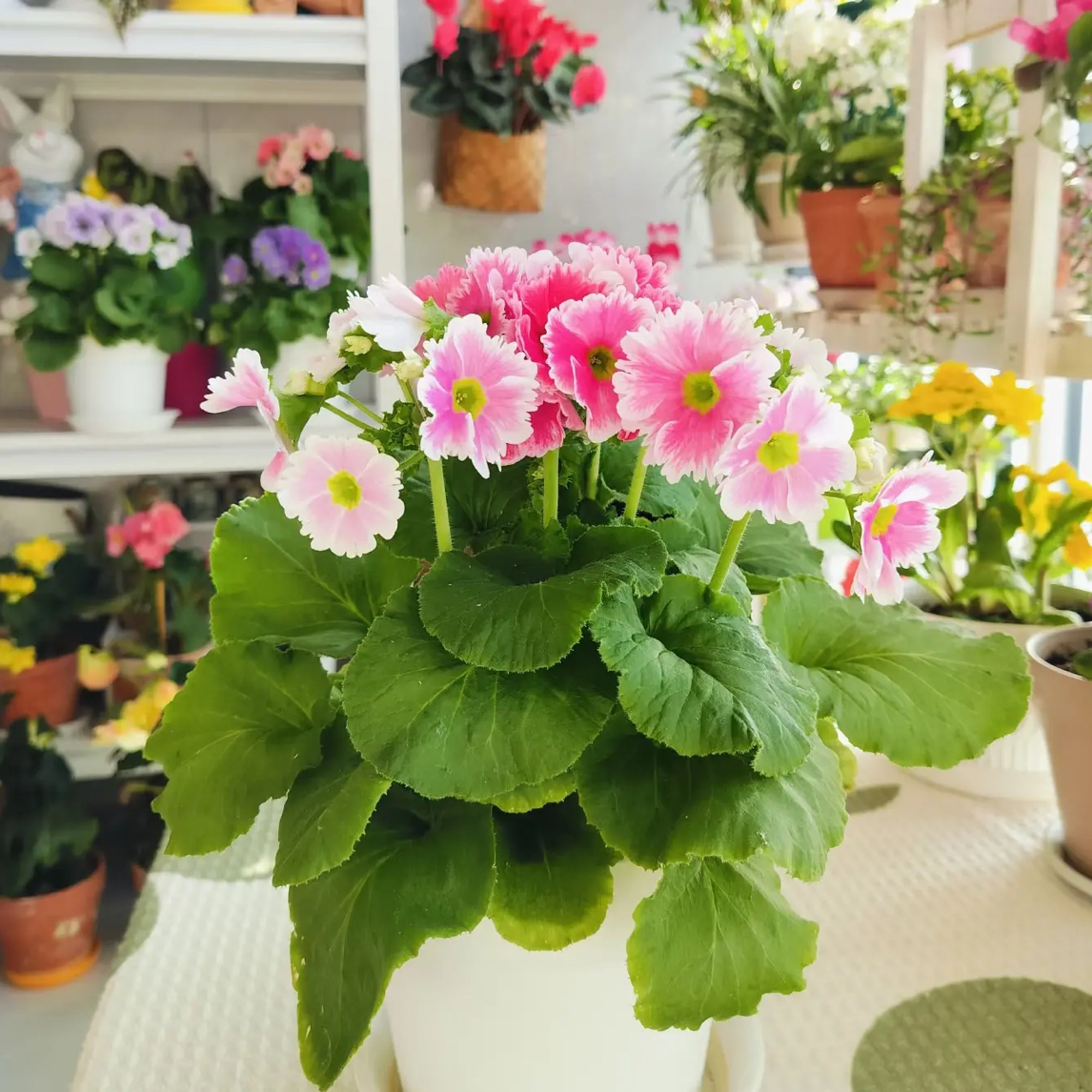 【粉色·四季樱花】盆栽带花苞发货 耐寒好养室内花卉