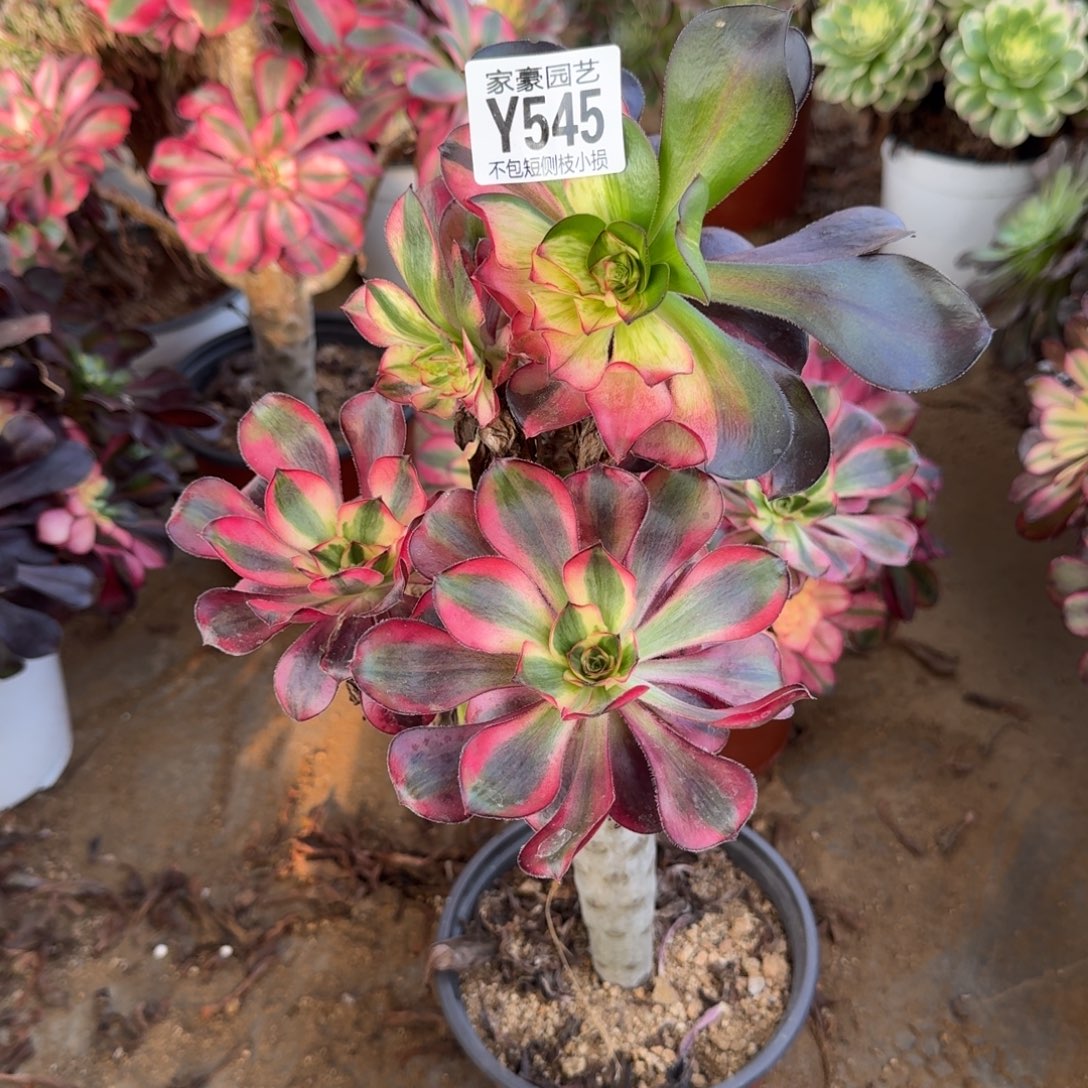 545五毒白官服20左右2