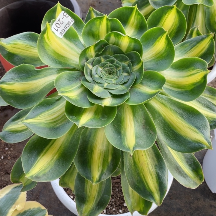 201暴君多肉113456789