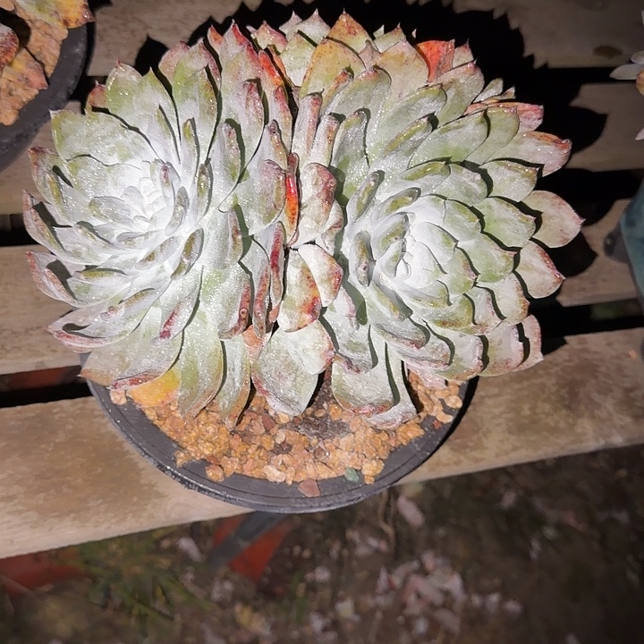 用***9牡丹苹果叶仙女杯