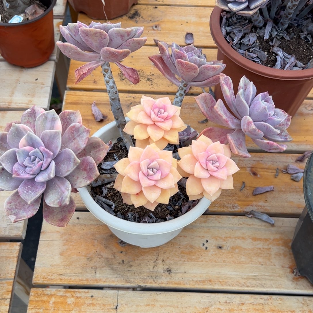 多肉紫乐锦【非偏远地区满18包邮】