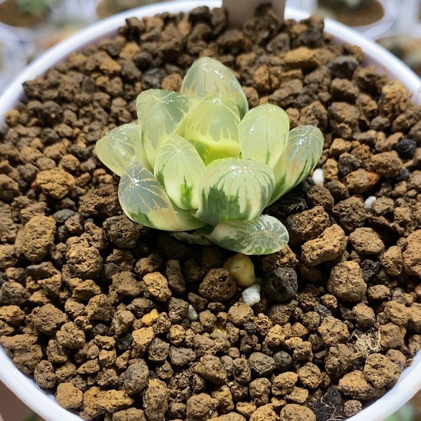 【闪购商品】23实生玉露锦