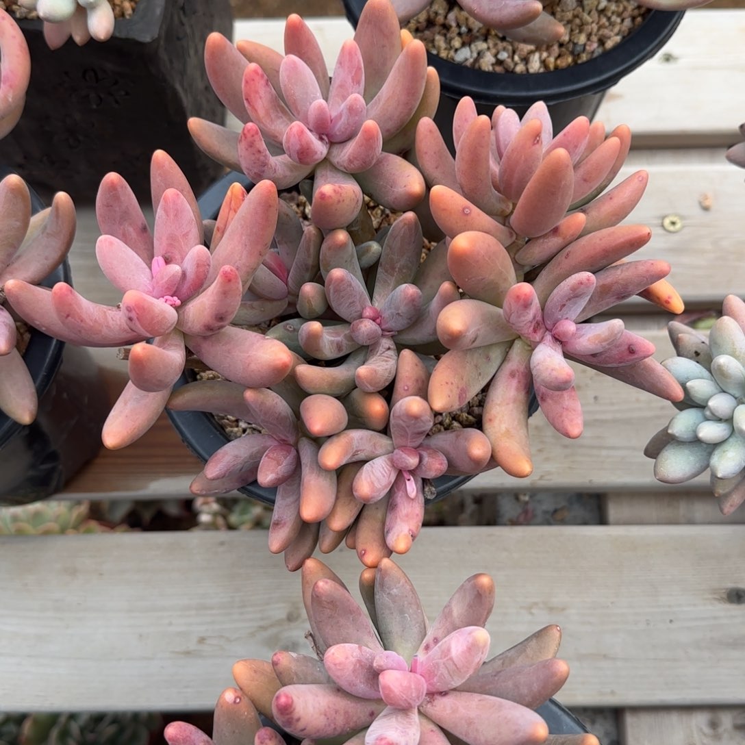 红手指老桩多肉五十包邮