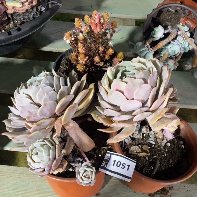 【闪购商品】粉蝶两颗1051