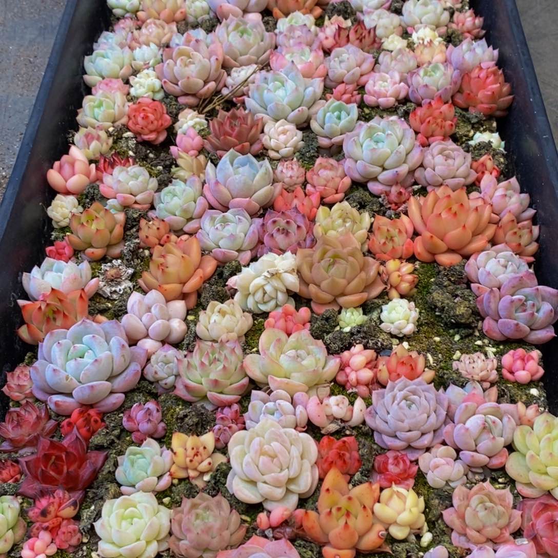 774的人生态度是一种