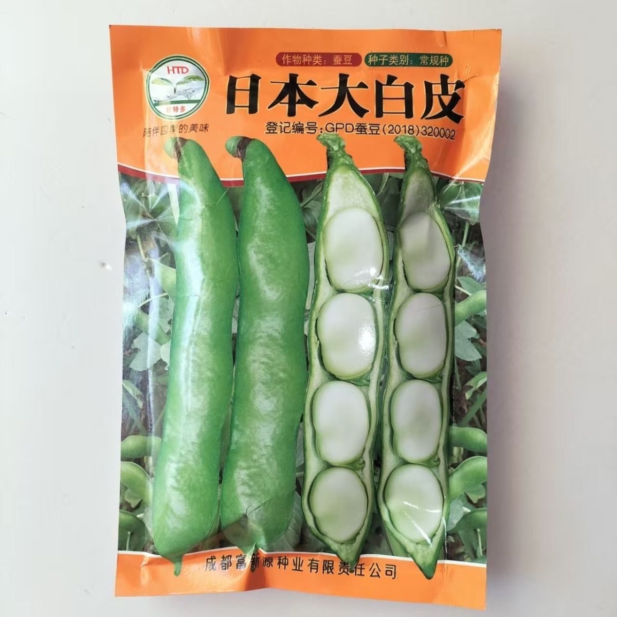 大白皮蚕豆种子白皮黑脐植株中等籽粒饱满长荚大高产耐寒蚕豆种子