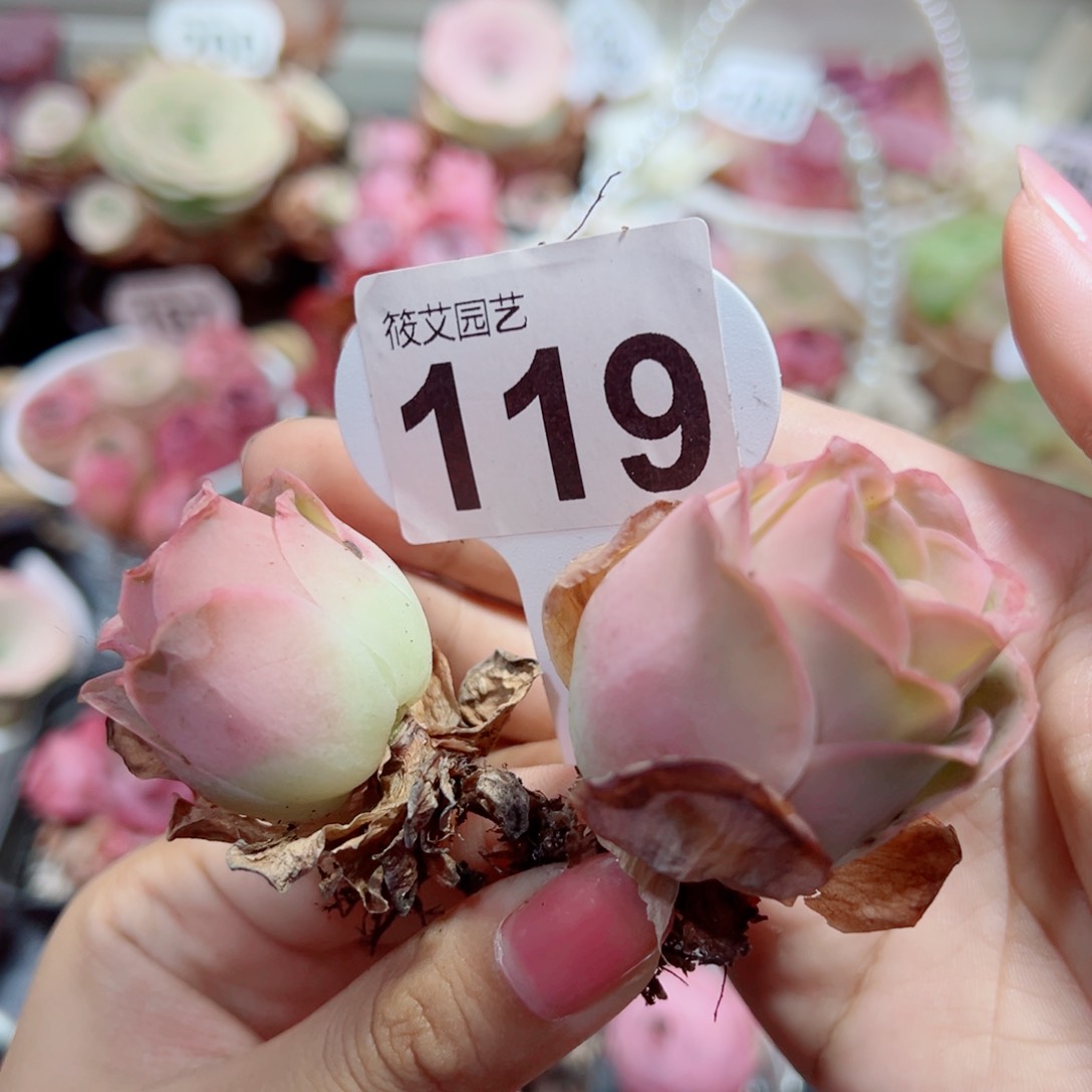 119洛霞双头。        