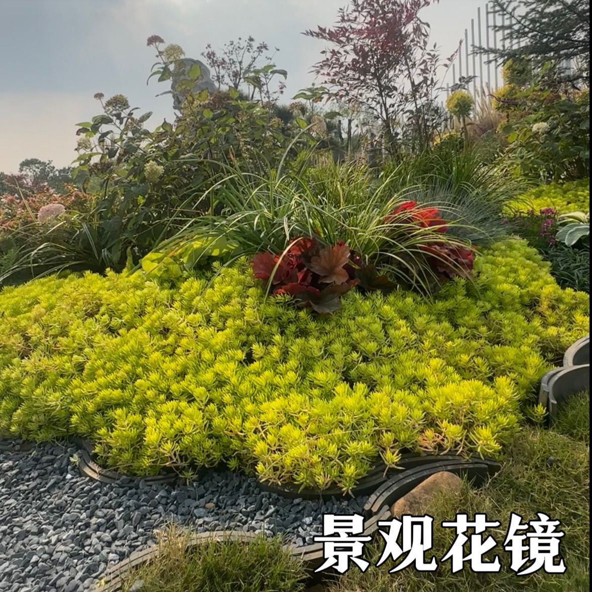 黄金佛甲草地被植物绿植四季观叶盆栽庭院绿化屋顶隔热耐热耐寒