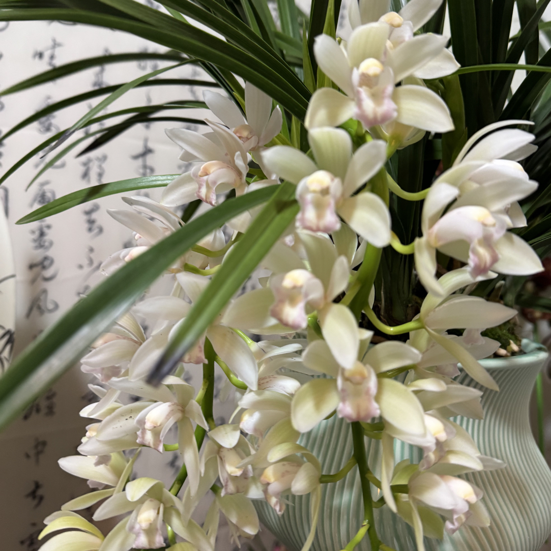 香兰带多花苞室内高端好养精品兰花花期长