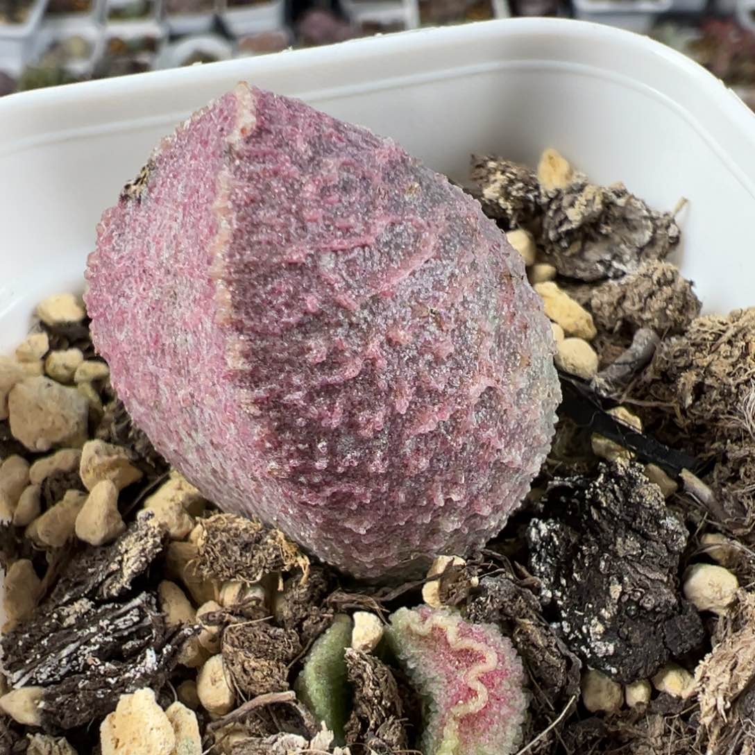 哈默猪肝大喵多肉植物水泡