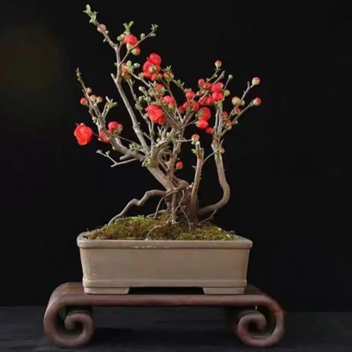 【原生】长寿海棠花耐寒南北方养殖好养活