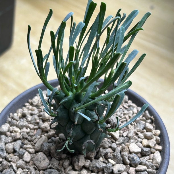 斗牛角稀有大戟精品仙人球多肉植物绿植盆栽花