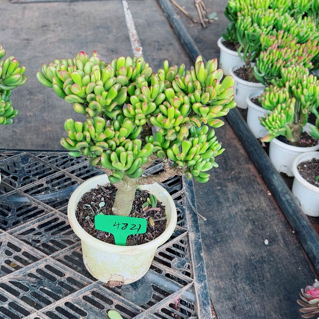 稀有招财猫带盆发货4821